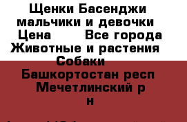 Щенки Басенджи ,мальчики и девочки › Цена ­ 1 - Все города Животные и растения » Собаки   . Башкортостан респ.,Мечетлинский р-н